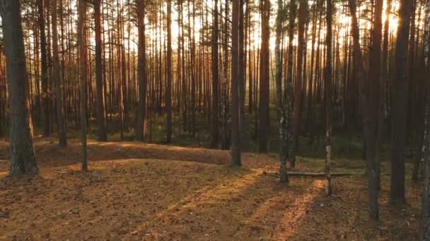 Sol Brillando Través Árboles Tronco Hermoso Bosque Otoño — Vídeos de Stock