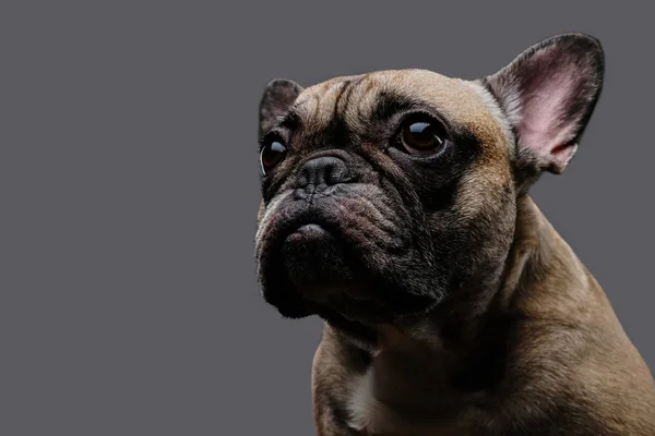 Close-up photo of a sad pug on a gray background. — Stock Photo, Image