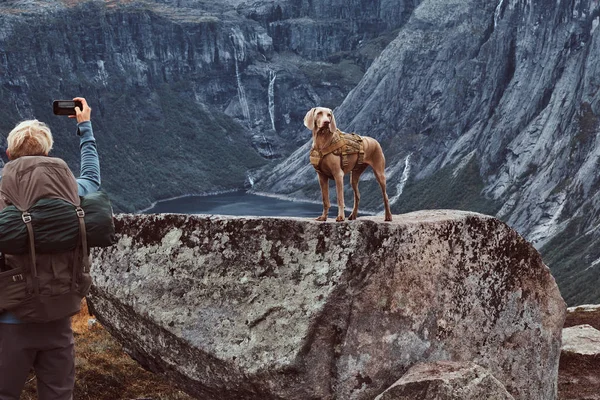 Turystyczna mężczyzna z jego ładny pies stojący na szczycie norweski fiord. — Zdjęcie stockowe