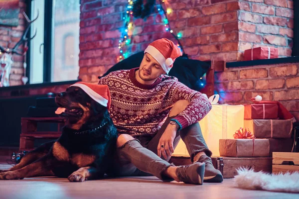 Молодой человек сидит со своим чистокровным ротвейлером в украшенной гостиной на Рождество . — стоковое фото