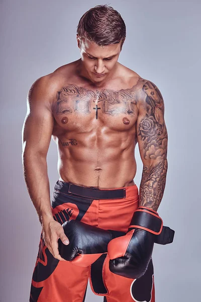 Boxer tatuat muscular privind în jos și punând mănuși de box . — Fotografie, imagine de stoc