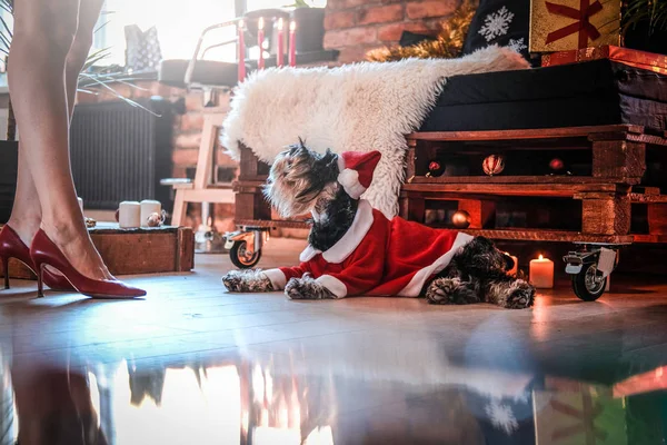 Cute Scottish terrier wearing Santas costume lying on a floor next to the girls legs and looking up in a decorated apartment with loft interior at Christmas time. — Stock Photo, Image