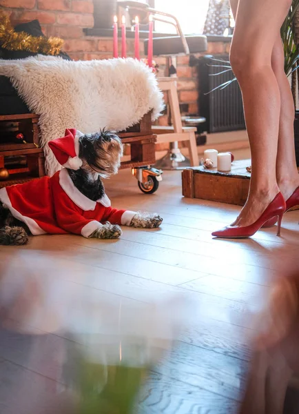 Scottish Terrier Wearing Santas Costume Lying Floor Next Girls Legs — Stock Photo, Image