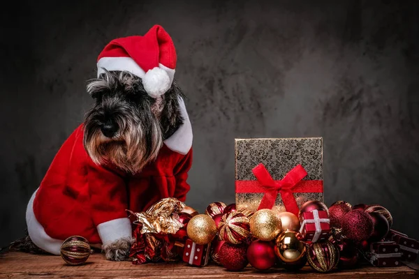 Terrier escocês bonito vestindo traje de Santas sentado em uma palete de madeira cercada por presentes e bolas no tempo de Natal . — Fotografia de Stock