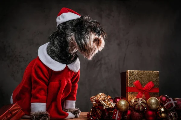 Terrier escocês bonito vestindo traje de Santas sentado em uma palete de madeira cercada por presentes e bolas no tempo de Natal . — Fotografia de Stock