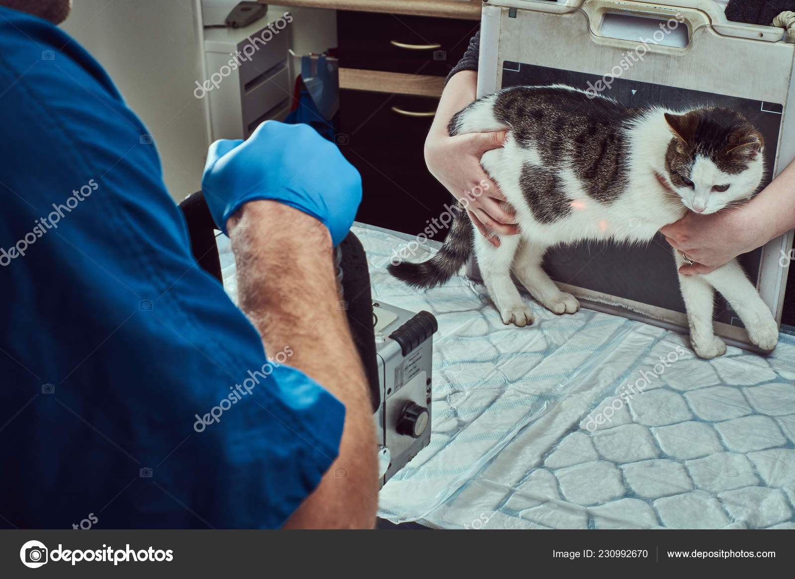 Cat Veterinary X Ray Near Me Veterinarians Make X-ray Sick Cat On