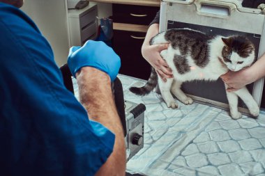 Veterinerler hayvan hastalıklarıyla ilgili klinik tabloda x-ray hasta kedi olun.