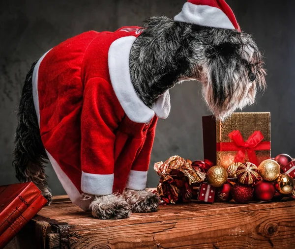 Terrier escocês bonito vestindo traje de Santas em pé em uma palete de madeira cercada por presentes e bolas no tempo de Natal . — Fotografia de Stock