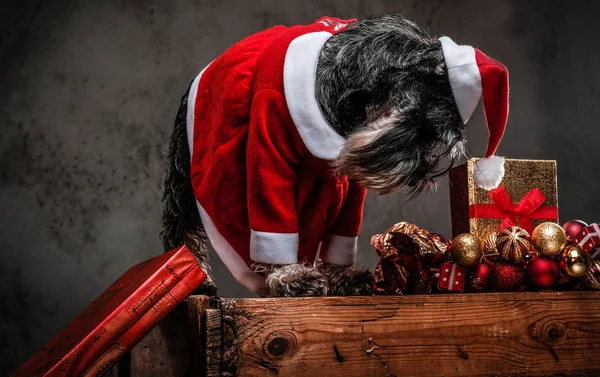 Cute Scottish terrier wearing Santas costume looking down while standing on a wooden pallet surrounded by gifts and balls at Christmas time. — Stock Photo, Image