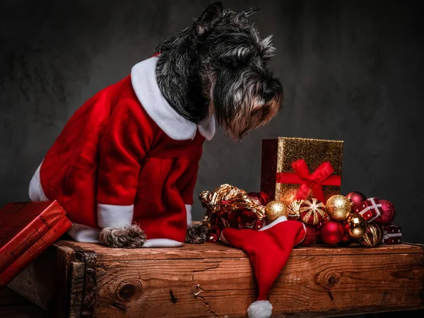 Terrier escocês bonito vestindo traje de Santas olhando para baixo enquanto sentado em uma palete de madeira cercada por presentes e bolas no tempo de Natal . — Fotografia de Stock