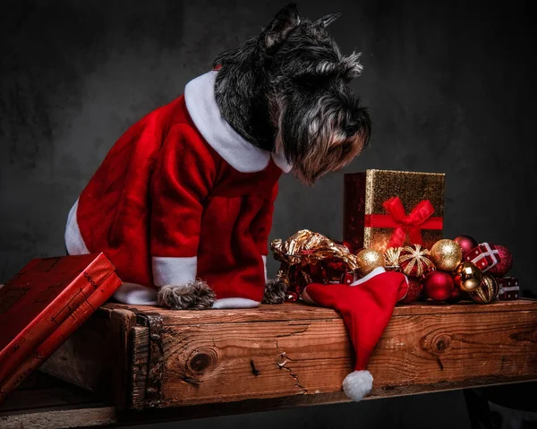 Terrier escocês bonito vestindo traje de Santas olhando para baixo enquanto sentado em uma palete de madeira cercada por presentes e bolas no tempo de Natal . — Fotografia de Stock