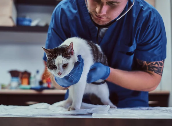 Médico veterinário examinando um gato doente com estetoscópio em uma clínica veterinária — Fotografia de Stock