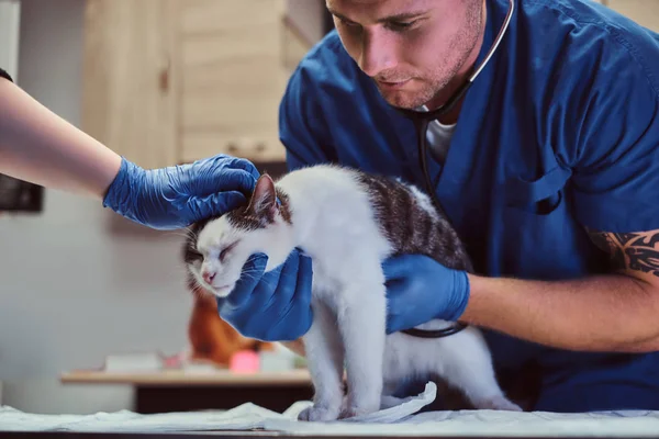 Médico veterinário examinando um gato doente com estetoscópio em uma clínica veterinária — Fotografia de Stock