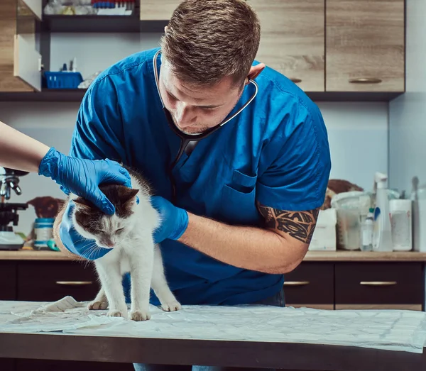 Médico veterinário examinando um gato doente com estetoscópio em uma clínica veterinária — Fotografia de Stock