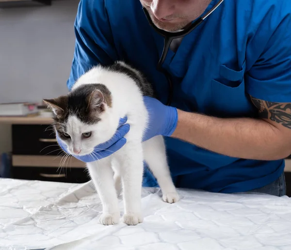Médico veterinário examinando um gato doente com estetoscópio em uma clínica veterinária — Fotografia de Stock