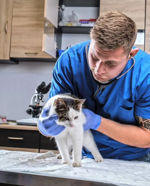 Médico veterinário examinando um gato doente com estetoscópio em uma clínica veterinária — Fotografia de Stock