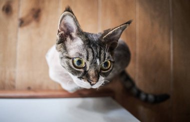 Tüysüz Kanada kameraya poz Sfenks