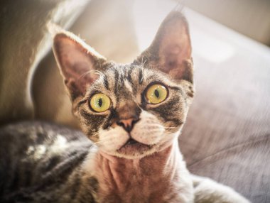 Tüysüz Kanada kameraya poz Sfenks