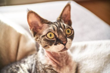 Tüysüz Kanada kameraya poz Sfenks