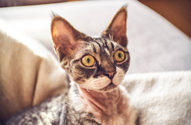 Tüysüz Kanada kameraya poz Sfenks