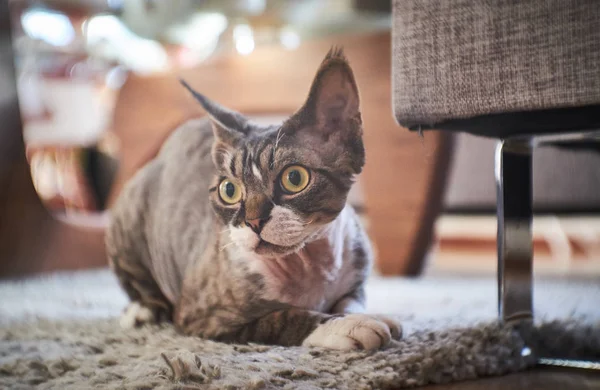 Bezvlasý kanadský Sphinx pózuje na kameru — Stock fotografie