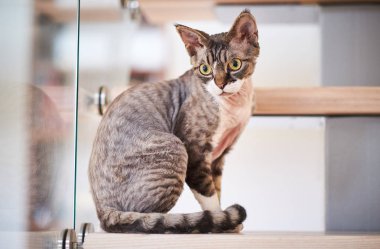 Kanada Sfenks merdivenlerde oturur.