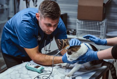 Kan basıncı ölçme bir veteriner kliniğinde tıbbi muayene sevimli kedi
