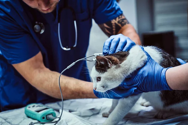 Gato bonito em um exame médico em uma clínica veterinária, medindo a pressão arterial — Fotografia de Stock