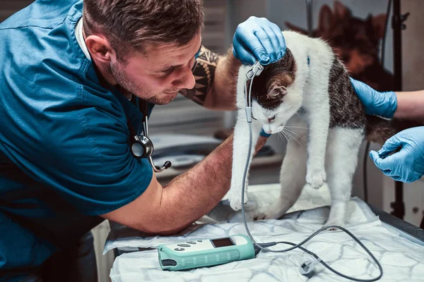 Gato bonito em um exame médico em uma clínica veterinária, medindo a pressão arterial — Fotografia de Stock