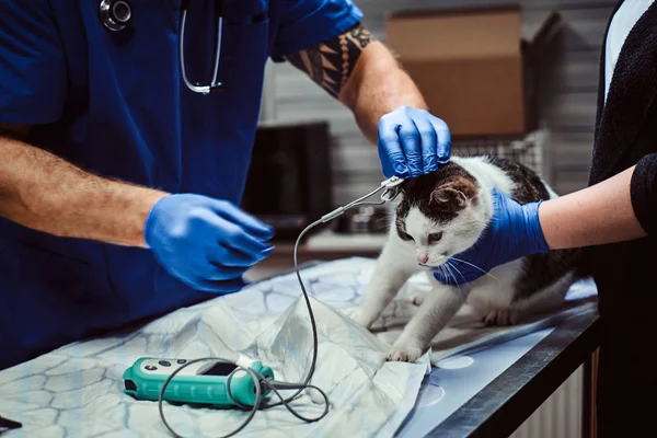 Gato bonito em um exame médico em uma clínica veterinária, medindo a pressão arterial — Fotografia de Stock