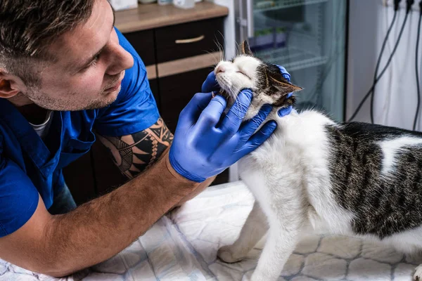 Veterinário examinando gatos dentes e boca em uma clínica veterinária — Fotografia de Stock