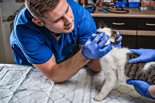 Veterinário examinando gatos dentes e boca em uma clínica veterinária — Fotografia de Stock