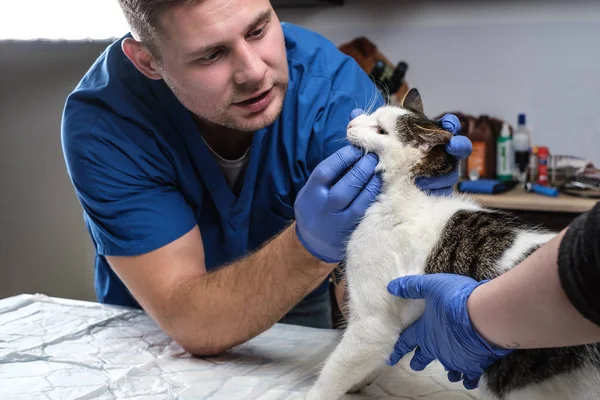 Veterinário examinando gatos dentes e boca em uma clínica veterinária — Fotografia de Stock