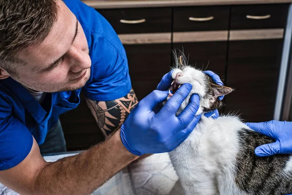 Veterinário examinando gatos dentes e boca em uma clínica veterinária — Fotografia de Stock