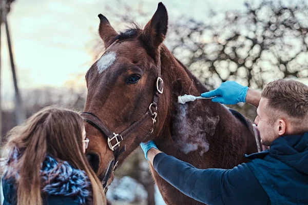 Tedavi bir kahverengi safkan at, cryodestruction, bir açık bir çiftlik kullanarak papillomas kaldırma yordamı asistanı olan veteriner bir adam — Stok fotoğraf