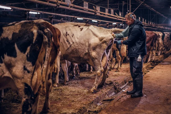 Un vétérinaire effectue la procédure d'insémination artificielle d'une vache à l'intérieur d'une ferme — Photo