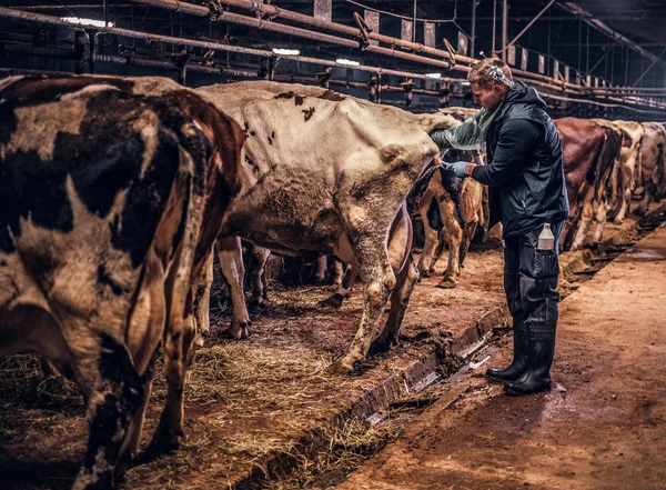 Un vétérinaire effectue la procédure d'insémination artificielle d'une vache à l'intérieur d'une ferme — Photo
