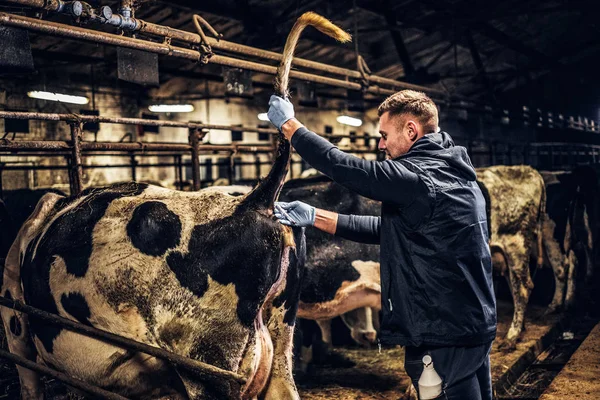 A hayvan hastalıklarıyla ilgili tıbbi elbise örnekleri kan örneği bir çiftlikte inek alır — Stok fotoğraf