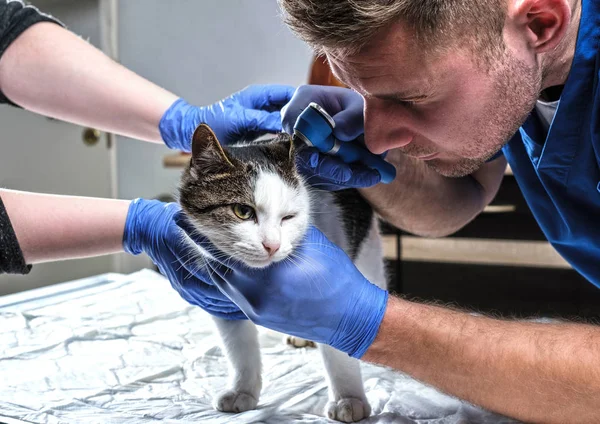 Veterinário masculino examinando infecção de orelha de gato com um otoscópio em uma clínica veterinária . — Fotografia de Stock