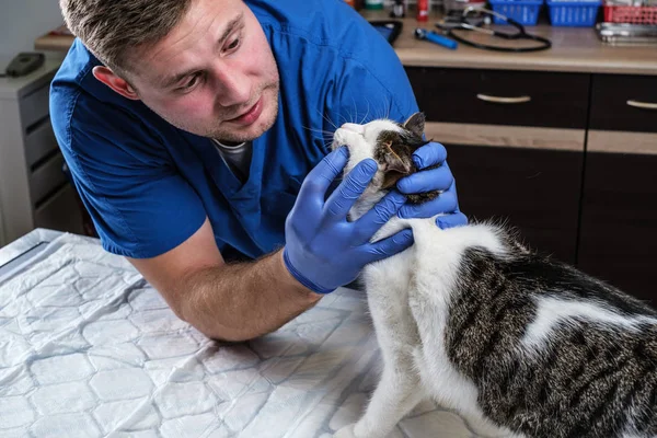 Veterinário examinando gatos dentes e boca em uma clínica veterinária — Fotografia de Stock