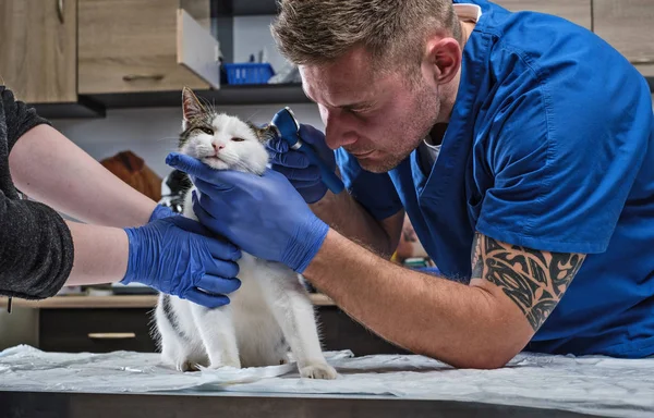 Male veterinarian examining cat ear infection with an otoscope in a vet clinic.