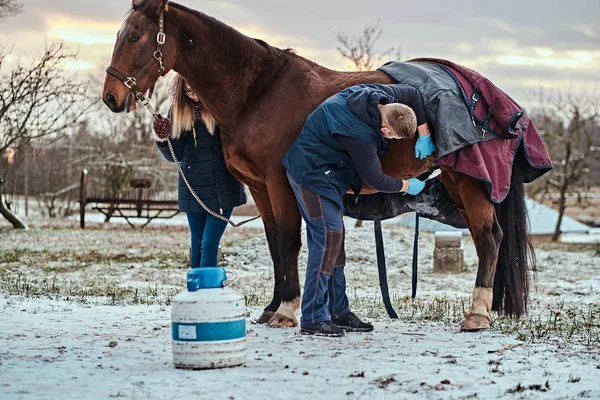 Un veterinario tratando a un caballo de raza pura marrón, procedimiento de eliminación de papilomas usando criodestrucción, en un rancho al aire libre —  Fotos de Stock