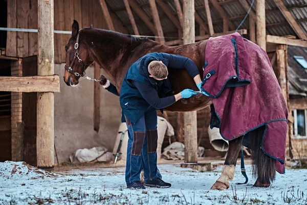 Um veterinário que trata um cavalo de raça pura marrom, procedimento de remoção de papilomas usando criodestruição, em um rancho ao ar livre — Fotografia de Stock