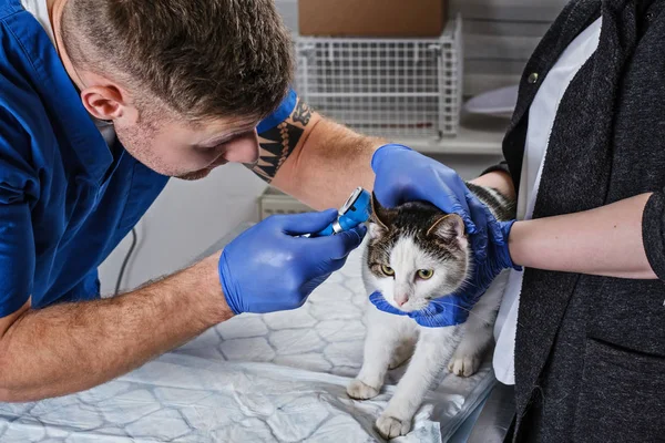 Veterinário masculino examinando infecção de orelha de gato com um otoscópio em uma clínica veterinária . — Fotografia de Stock