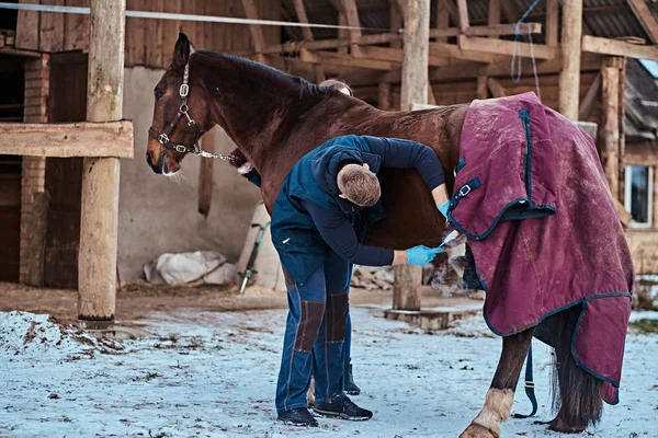 Tedavi bir kahverengi safkan at, cryodestruction, bir açık bir çiftlik kullanarak papillomas kaldırma yordamı a hayvan hastalıklarıyla ilgili — Stok fotoğraf