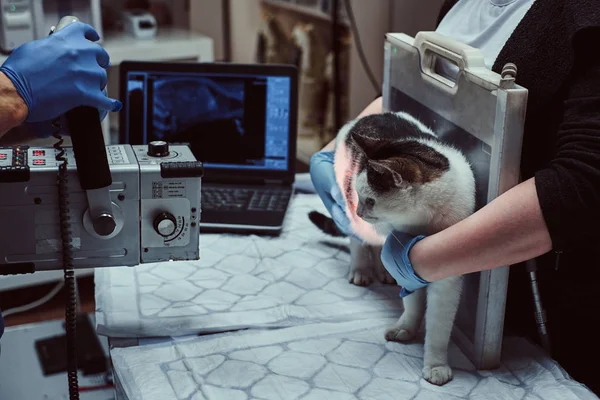Veterinários fazem raio-x gato doente em uma mesa em uma clínica veterinária . — Fotografia de Stock