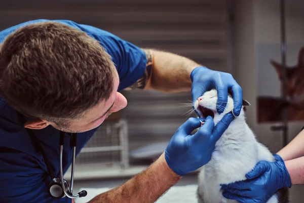 Veterinário examinando gatos dentes e boca em uma clínica veterinária — Fotografia de Stock