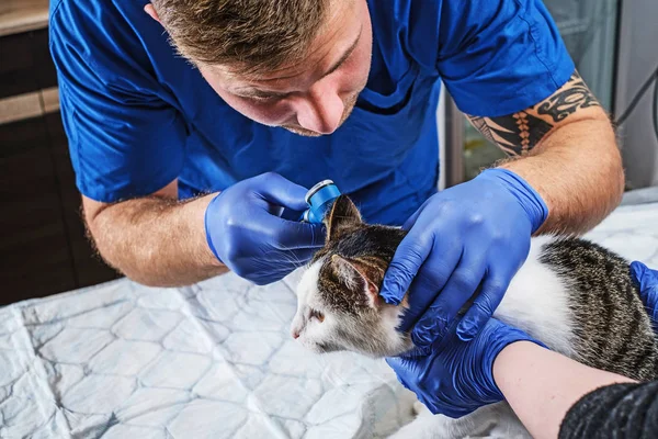 Male veterinarian examining cat ear infection with an otoscope in a vet clinic.