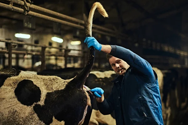 Hayvan hastalıklarıyla ilgili tıbbi elbise örnekleri kan örneği bir çiftlikte inek alır — Stok fotoğraf