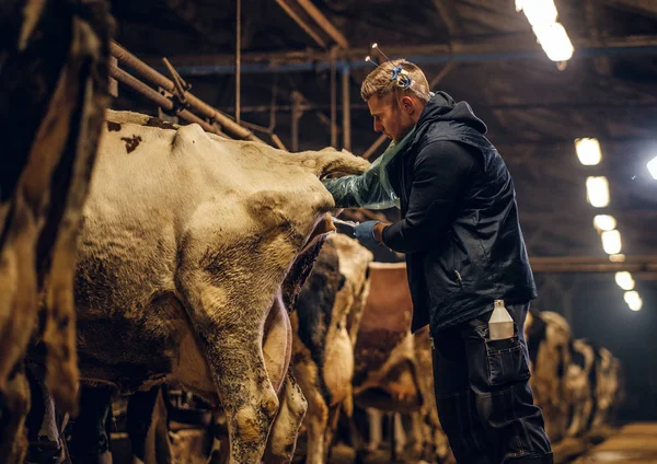 Un vétérinaire effectue la procédure d'insémination artificielle d'une vache à l'intérieur d'une ferme — Photo